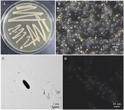 Identification and characterization of Brevibacillus halotolerans B-4359: a potential antagonistic bacterium against red pepper anthracnose in Korea